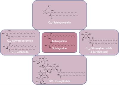 Mysterious sphingolipids: metabolic interrelationships at the center of pathophysiology